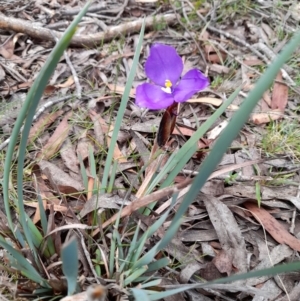 Patersonia fragilis at South East Forest National Park - 24 Dec 2023