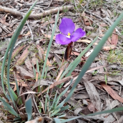 Patersonia fragilis (Short Purple Flag) at South East Forest National Park - 24 Dec 2023 by JBrickhill