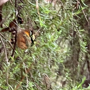 Heteronympha merope at Parkes, ACT - 26 Dec 2023