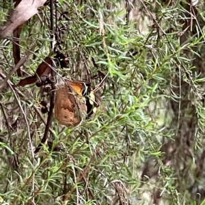 Heteronympha merope at Parkes, ACT - 26 Dec 2023