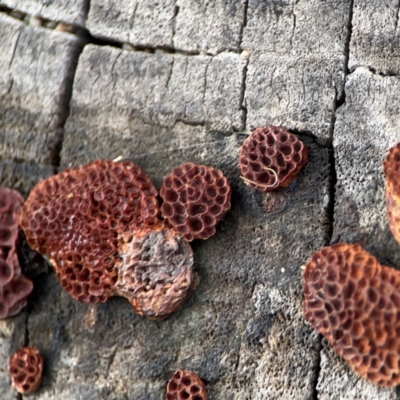 Unidentified Pored or somewhat maze-like on underside [bracket polypores] at Lake Burley Griffin Central/East - 26 Dec 2023 by Hejor1