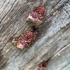 Hexagonia vesparia at Lake Burley Griffin Central/East - 26 Dec 2023