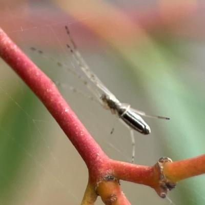 Tetragnatha sp. (genus) (Long-jawed spider) at Parkes, ACT - 26 Dec 2023 by Hejor1