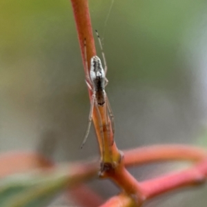 Tetragnatha sp. (genus) at Parkes, ACT - 26 Dec 2023 03:10 PM