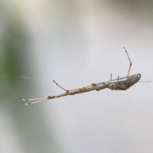 Tetragnatha sp. (genus) at Parkes, ACT - 26 Dec 2023 03:10 PM