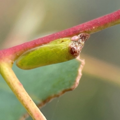 Rubria sanguinosa (Shovel-headed leafhopper) at Parkes, ACT - 26 Dec 2023 by Hejor1