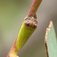 Rubria sanguinosa at Parkes, ACT - 26 Dec 2023