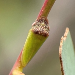 Rubria sanguinosa at Parkes, ACT - 26 Dec 2023