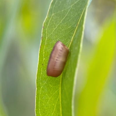 Ellipsidion sp. (genus) (A diurnal cockroach) at Parkes, ACT - 26 Dec 2023 by Hejor1