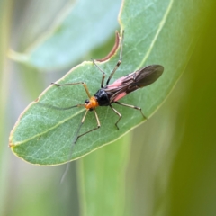 Rayieria sp. (genus) (Mirid plant bug) at Parkes, ACT - 26 Dec 2023 by Hejor1