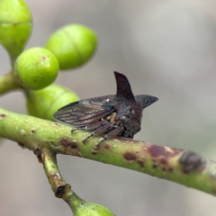 Ceraon sp. (genus) (2-horned tree hopper) at Parkes, ACT - 26 Dec 2023 by Hejor1