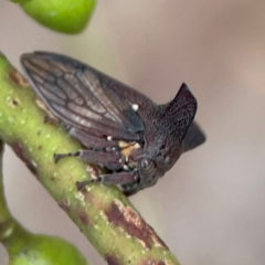 Ceraon sp. (genus) at Parkes, ACT - 26 Dec 2023