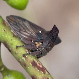 Ceraon sp. (genus) at Parkes, ACT - 26 Dec 2023