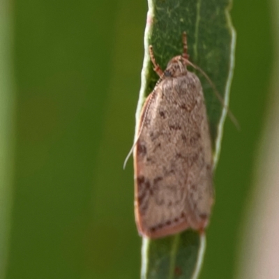 Garrha (genus) (A concealer moth) at Parkes, ACT - 26 Dec 2023 by Hejor1