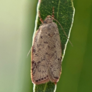 Garrha (genus) at Parkes, ACT - 26 Dec 2023