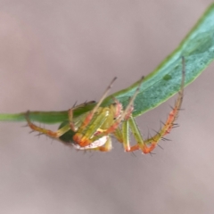 Araneus talipedatus at Parkes, ACT - 26 Dec 2023