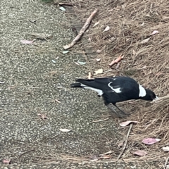 Gymnorhina tibicen (Australian Magpie) at Parkes, ACT - 26 Dec 2023 by Hejor1