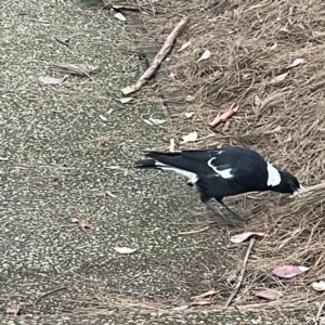 Gymnorhina tibicen at Parkes, ACT - 26 Dec 2023