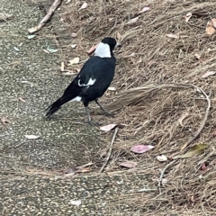 Gymnorhina tibicen at Parkes, ACT - 26 Dec 2023