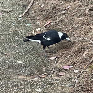 Gymnorhina tibicen at Parkes, ACT - 26 Dec 2023