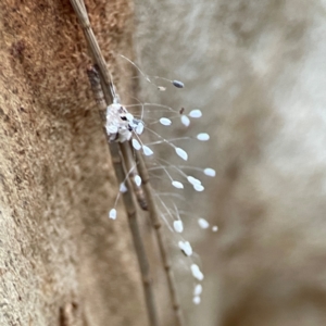 Neuroptera (order) at Parkes, ACT - 26 Dec 2023