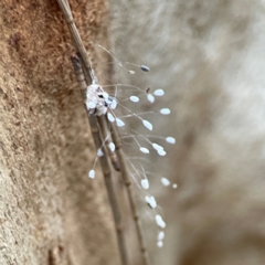 Neuroptera (order) (Unidentified lacewing) at Parkes, ACT - 26 Dec 2023 by Hejor1