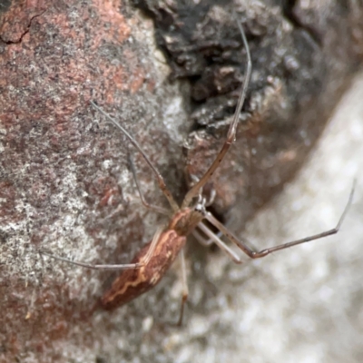 Tetragnatha sp. (genus) (Long-jawed spider) at Parkes, ACT - 26 Dec 2023 by Hejor1