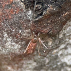 Tetragnatha sp. (genus) at Parkes, ACT - 26 Dec 2023