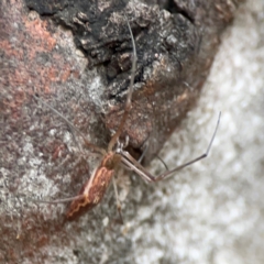 Tetragnatha sp. (genus) at Parkes, ACT - 26 Dec 2023