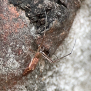 Tetragnatha sp. (genus) at Parkes, ACT - 26 Dec 2023 03:30 PM