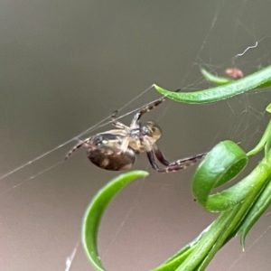 Araneinae (subfamily) at Parkes, ACT - 26 Dec 2023