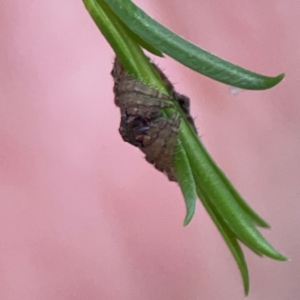 Dolophones sp. (genus) at Parkes, ACT - 26 Dec 2023