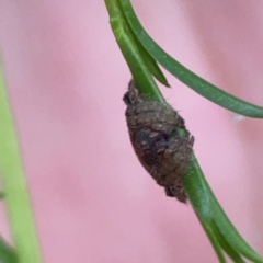 Dolophones sp. (genus) at Parkes, ACT - 26 Dec 2023