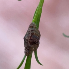 Dolophones sp. (genus) at Parkes, ACT - 26 Dec 2023