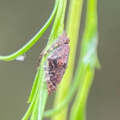 Dolophones sp. (genus) at Parkes, ACT - 26 Dec 2023 03:34 PM