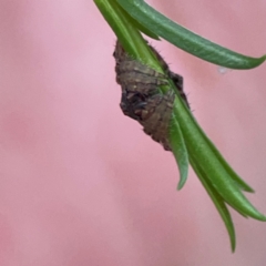 Dolophones sp. (genus) at Parkes, ACT - 26 Dec 2023 03:34 PM