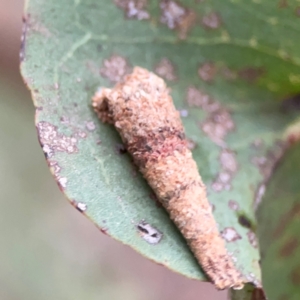 Psychidae (family) IMMATURE at Lake Burley Griffin Central/East - 26 Dec 2023 03:38 PM