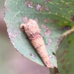 Psychidae (family) IMMATURE at Lake Burley Griffin Central/East - 26 Dec 2023 03:38 PM