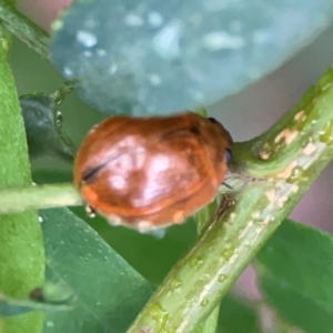 Paropsisterna cloelia at Parkes, ACT - 26 Dec 2023 03:40 PM