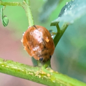 Paropsisterna cloelia at Parkes, ACT - 26 Dec 2023 03:40 PM