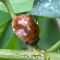 Paropsisterna cloelia at Parkes, ACT - 26 Dec 2023 03:40 PM