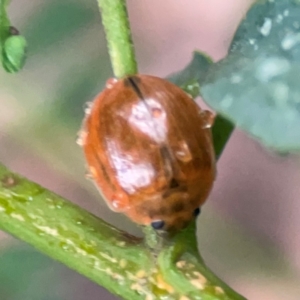 Paropsisterna cloelia at Parkes, ACT - 26 Dec 2023 03:40 PM