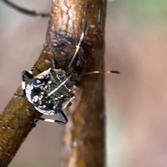 Oncocoris geniculatus (A shield bug) at Parkes, ACT - 26 Dec 2023 by Hejor1