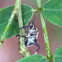 Oncocoris geniculatus at Parkes, ACT - 26 Dec 2023