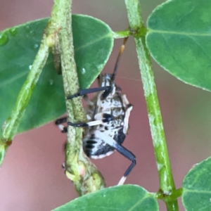 Oncocoris geniculatus at Parkes, ACT - 26 Dec 2023