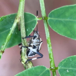 Oncocoris geniculatus at Parkes, ACT - 26 Dec 2023