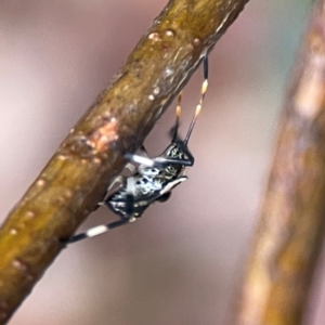 Oncocoris geniculatus at Parkes, ACT - 26 Dec 2023