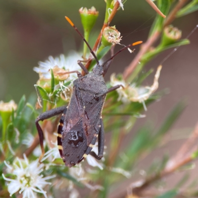 Amorbus (genus) (Eucalyptus Tip bug) at Parkes, ACT - 26 Dec 2023 by Hejor1