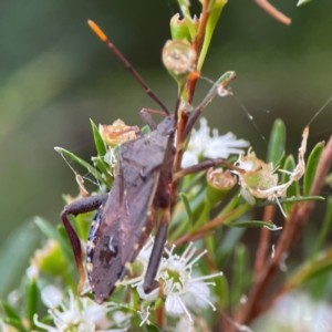 Amorbus sp. (genus) at Parkes, ACT - 26 Dec 2023