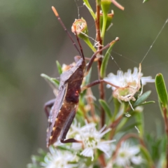 Amorbus sp. (genus) at Parkes, ACT - 26 Dec 2023